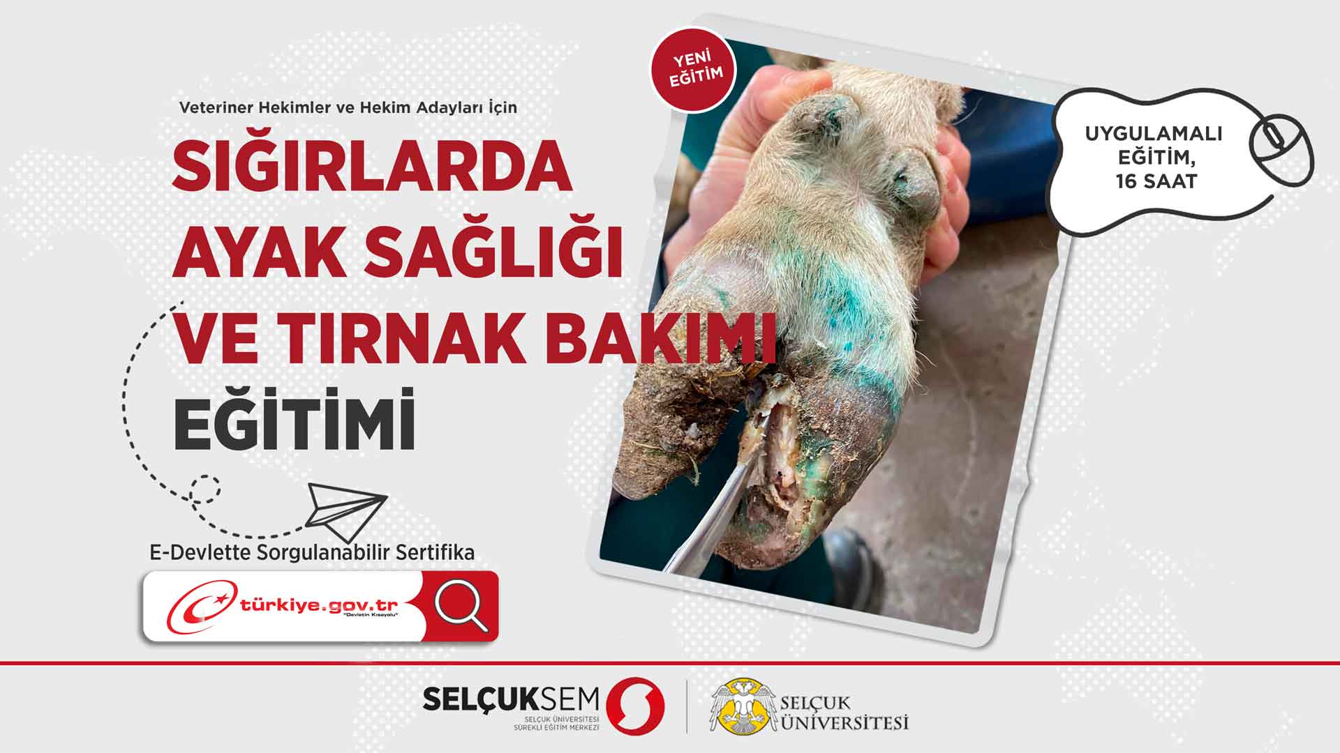 Veteriner Hekimler İçin Sığırlarda Ayak Sağlığı ve Tırnak Bakımı